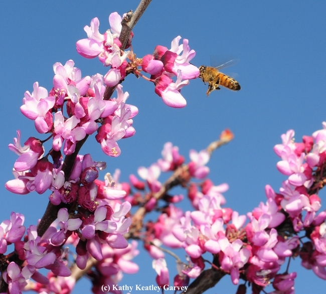 A honey bee heading for a redbud, Cercis canadensis, in the UC Davis Arboretum and Public Garden in the spring. (Photo by Kathy Keatley Garvey)