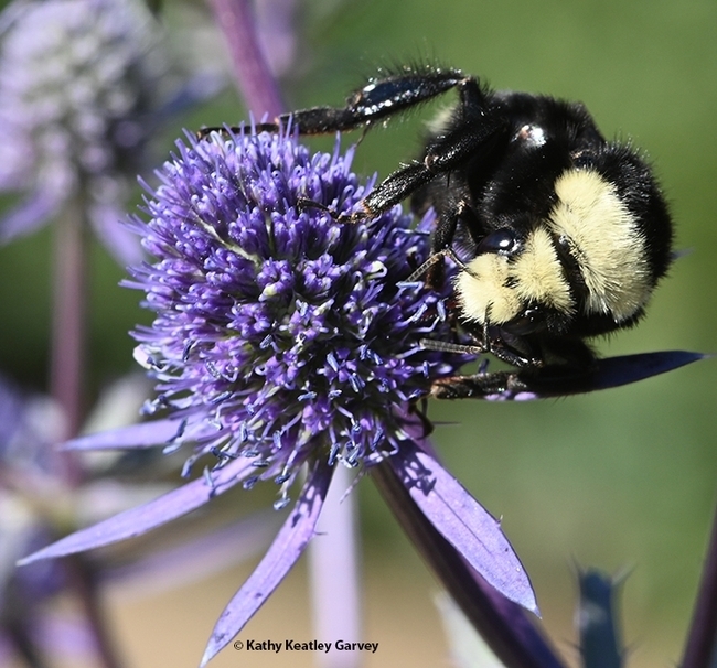 This is one of the bumble bees that microbial ecologist Danielle Rutkowski studies: a yellow-faced bumble bee, Bombus vosnesenskii. (Photo by Kathy Keatley Garvey)