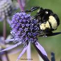 This is one of the bumble bees that microbial ecologist Danielle Rutkowski studies: a yellow-faced bumble bee, Bombus vosnesenskii. (Photo by Kathy Keatley Garvey)