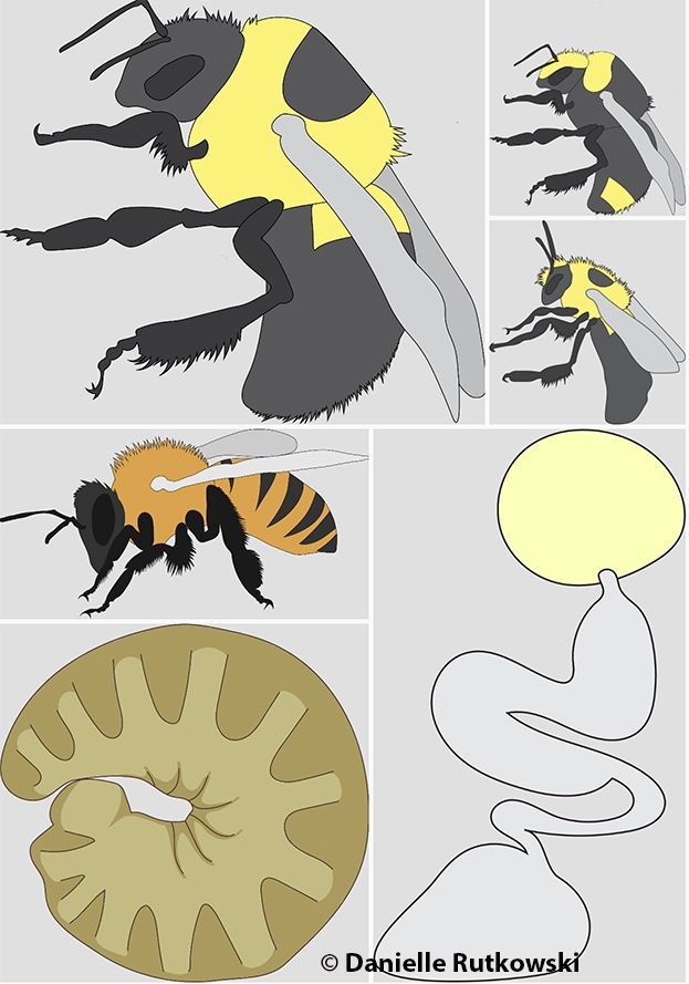 Danielle Rutkowski is also a talented artist. She created these bumble bee graphics.