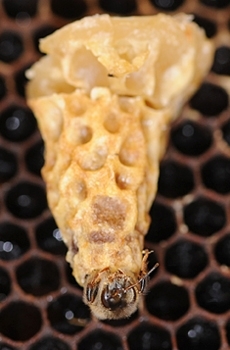 A queen bee piping. (Photo by Kathy Keatley Garvey)