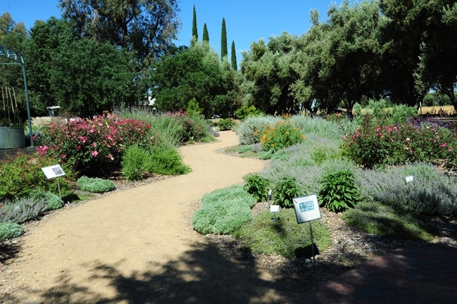 This is how the UC Davis Bee Haven looked in May of 2012. (Photo by Kathy Keatley Garvey)