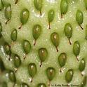 Close-up of seeds in an unripened strawberry. (Photo by Kathy Keatley Garvey)