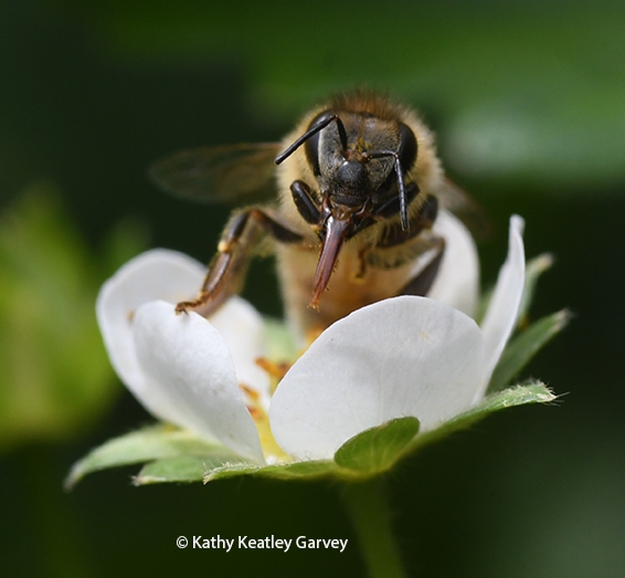 Honey bee nectaring on a strawberry blossom. (Photo by Kathy Keatley Garvey)