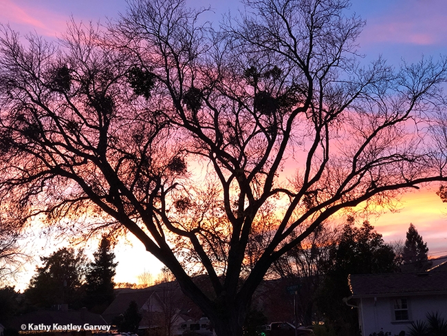 Mistletoe infests this Modesto ash in Vacaville. (Photo by Kathy Keatley Garvey)