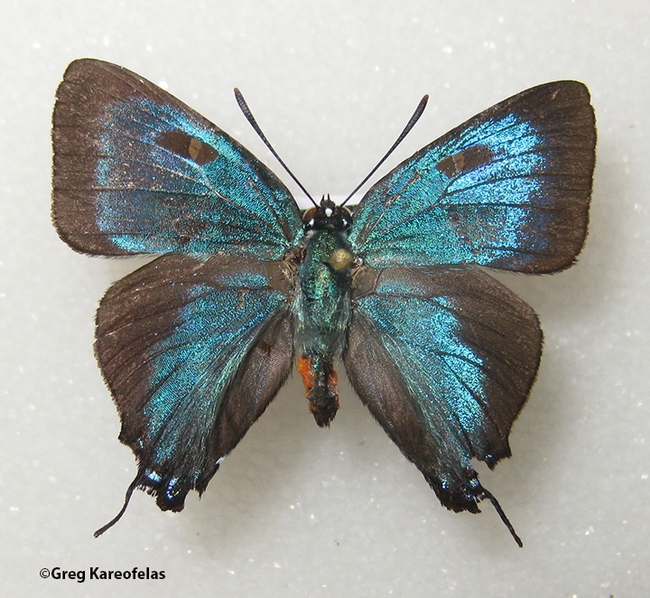 This is the Great Purple Hairstreak, Atlides halesus. It is misnamed; it is not purple, but iridescent blue. Its host plant is mistletoe. (Photo by Greg Kareofelas)