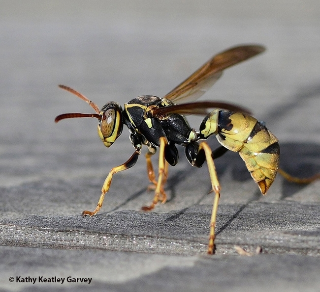 A golden paper wasp, Polistes aurier, at the UC Davis Bee Haven on Saturday. It is a native species. (Photo by Kathy Keatley Garvey)