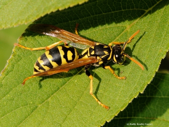 As its name implies, the European paper wasp, is a non-native species. This image was taken in Vacaville. (Photo by Kathy Keatley Garvey)