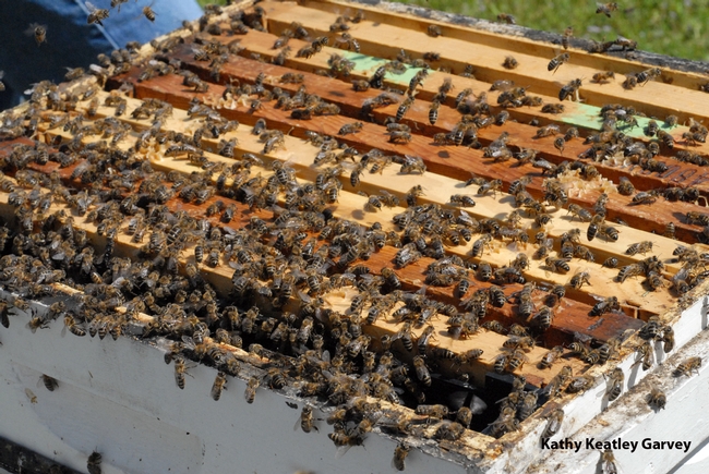 Honey bees ready to swarm at the Harry H. Laidlaw Jr. Honey Bee Research Facility at UC Davis. (Photo by Kathy Keatley Garvey)