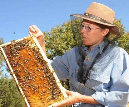 Bee breeder-geneticist Susan Cobey is a former manager of the Harry H. Laidlaw Jr. Honey Bee Research Facility, UC Davis. (Photo by Kathy Keatley Garvey)