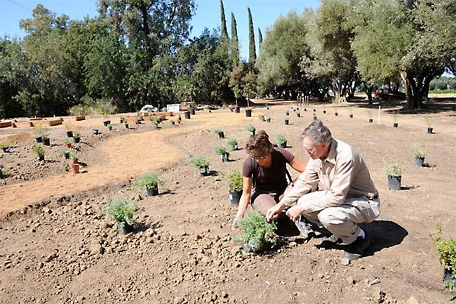 Extension apiculturist Eric Mussen and researcher Susan Monheit work in the beginning stages of the UC Davis Bee Haven. (Photo by Kathy Keatley Garvey)