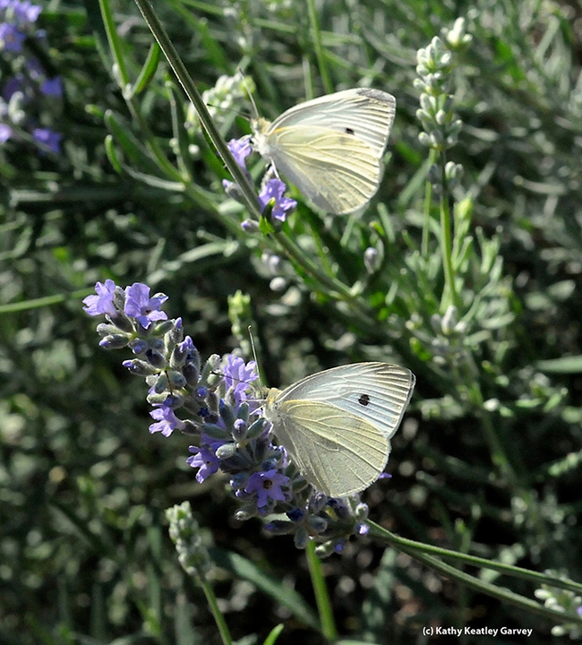 Two cabbage white butterflies, Pieris rapae, in a Vacaville garden. (Photo by Kathy Keatley Garvey)