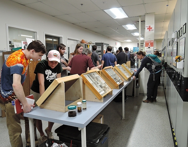 Visitors examine the insect specimens at the Bohart Museum of Entomology. (Photo by Kathy Keatley Garvey)