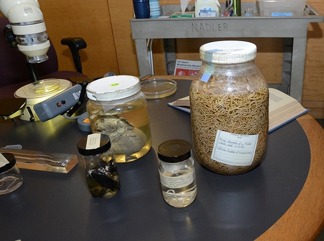 A nematode display at the Katherine Esau Science Hall. (Photo by Kathy Keatley Garvey)