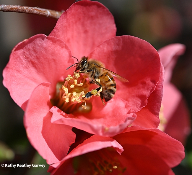 A honey bee foraging on flowering quince, a member of the rose family. (Photo by Kathy Keatley Garvey)