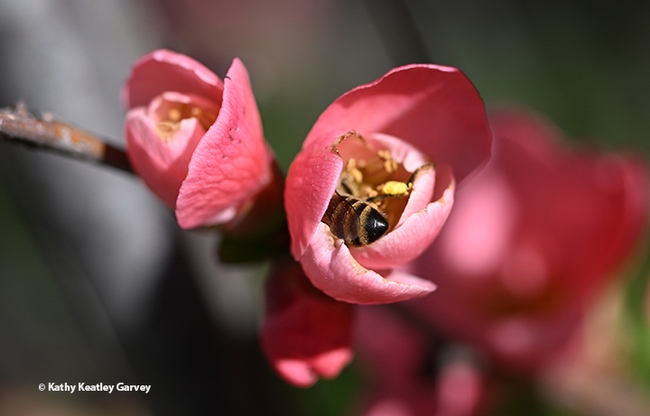 A flowering quince bud makes a great pocket for a honey bee. (Photo by Kathy Keatley Garvey)