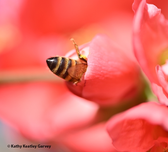 Bottoms up! A honey bee determined to bring back food for her colony on this flowering quince. (Photo by Kathy Keatley Garvey)