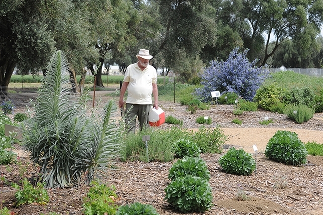 Distinguished emeritus professor of entomology, Robbin Thorp (Aug. 26, 1933-June 7, 2019), detected more than 80 species of bees in the garden. This image was taken in April 2011. (Photo by Kathy Keatley Garvey)