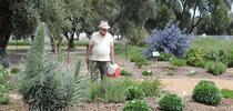 Distinguished emeritus professor of entomology, Robbin Thorp (Aug. 26, 1933-June 7, 2019), detected more than 80 species of bees in the garden. This image was taken in April 2011. (Photo by Kathy Keatley Garvey) for Bug Squad Blog