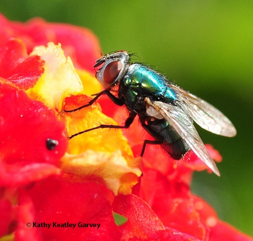 A green bottle fly. (Photo by Kathy Keatley Garvey)