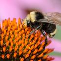 This is a male yellow-faced bumble bee, Bombus vosnesenskii, nectaring on purple coneflower in a UC Davis garden. (Photo by Kathy Keatley Garvey)