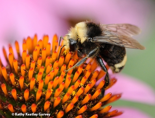 A male yellow-faced bumble bee, Bombus vosnesenskii, nectaring on a purple coneflower in Salem, Ore. (Photo by Kathy Keatley Garvey)