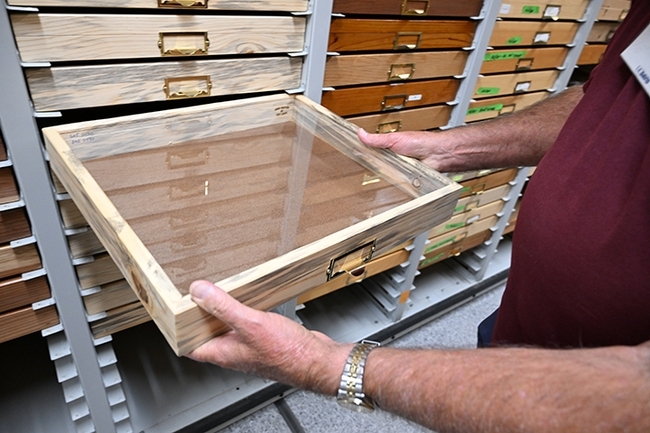 One of the insect specimen drawers that Jeff Smith crafted. (Photo by Kathy Keatley Garvey)