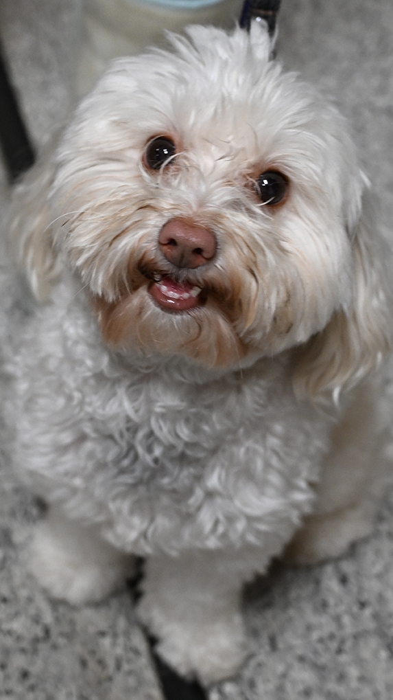 Bohart Museum guest Carrye Cooper of Redondo Beach, arrived with her canine companion, 