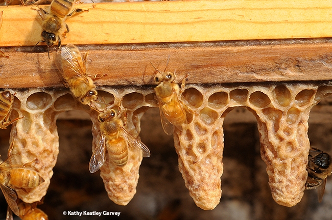 Worker bees cleaning queen bee cells. (Photo by Kathy Keatley Garvey)