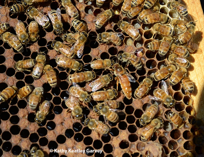 A queen bee is the focal point. (Photo by Kathy Keatley Garvey)