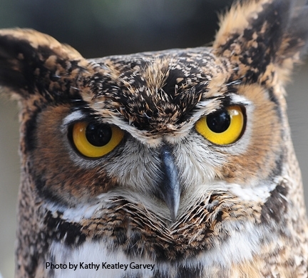 I see you! A great-horned owl at the California Raptor Center, located at 1340 Equine Lane, off Old Davis Road. (Photo by Kathy Keatley Garvey)