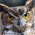 I see you! A great-horned owl at the California Raptor Center peers at visitors during a UC Davis Biodiversity Museum Day. (Photo by Kathy Keatley Garvey)