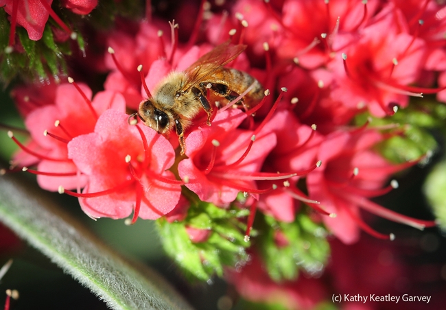 Honey bee gets down to business.  (Photo by Kathy Keatley Garvey)