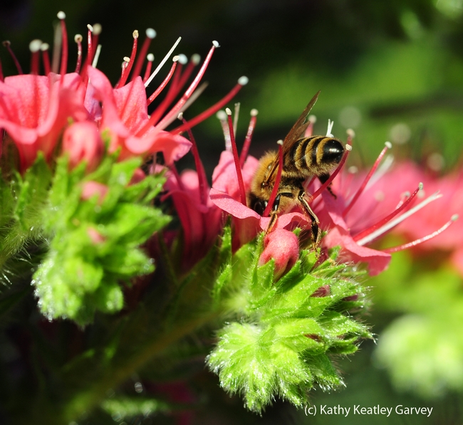 Upside down honey bee. (Photo by Kathy Keatley Garvey)