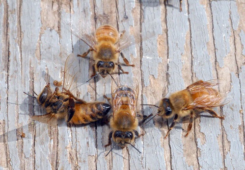 THE DEAD BEE--Worker bees prepare to remove their dead sister (far left) from the hive. (Photo by Kathy Keatley Garvey)