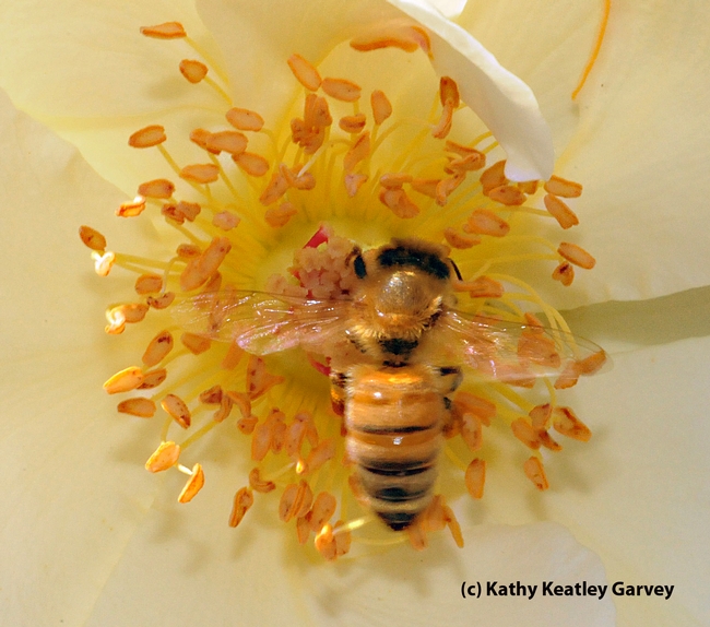 Honey bee blends into a rose. (Photo by Kathy Keatley Garvey)