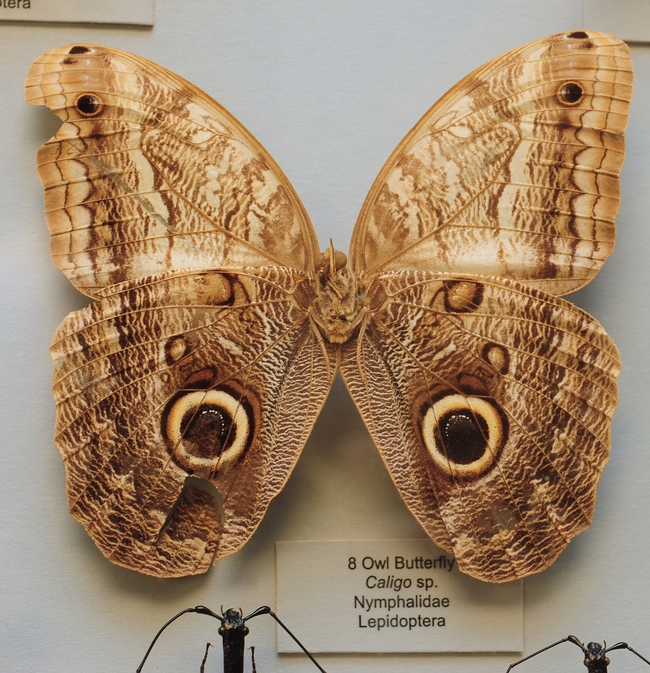 This owl butterfly is from the Bohart Museum of Entomology. (Photo by Kathy Keatley Garvey)