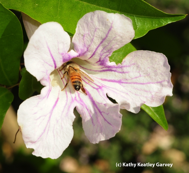 Honey bee slides into a a violet trumpet vine blossom. (Photo by Kathy Keatley Garvey)