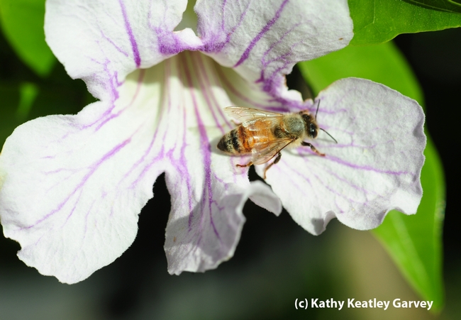 Honey bee leaves a violet trumpet vine blossom. (Photo by Kathy Keatley Garvey)