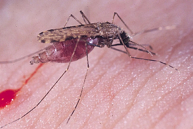 Anopheles gambiae, also known as the malaria mosquito. (Photo by medical entomologist Anthony Cornel, UC Davis associate professor)