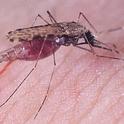 Anopheles gambiae, also known as the malaria mosquito.  (Photo by medical entomologist Anthony Cornel, UC Davis associate professor)