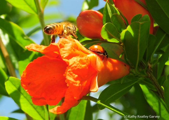 Honey bee nearly collides with a ladybug, aka ladybeetle. (Photo by Kathy Keatley Garvey)