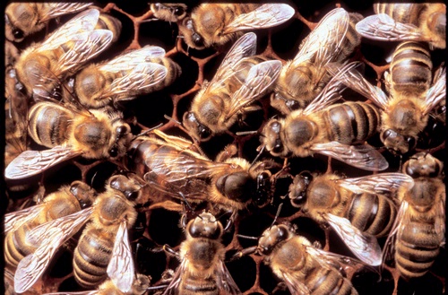 THE QUEEN--The queen bee (center) lays about 2000 eggs a day during the peak season. Here she's surrounded by worker bees (infertile females). (Photo courtesy of Susan Cobey, Harry H. Laidlaw Jr. Honey Bee Research Facility, UC Davis)