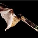 Nectar-feeding bat with a record-long tongue sips sugar-water from a tube. (Photo by Murray Cooper; photo courtesy of Nathan Muchhala)