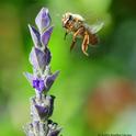 Honey bee in flight, heading toward a lavender blossom. Note the varroa mite on her head.(Photo by Kathy Keatley Garvey)