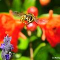 Male European wool carder bee is very territorial. Front, lavender blossoms. Back: pomegranate blossoms.(Photo by Kathy Keatley Garvey