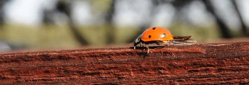 CHRISTMAS BUG--The ladybug is the perfect Christmas bug--she's brightly colored and spreads joy in the garden when she devours aphids. This one heads for the garden. (Photo by Kathy Keatley Garvey)