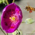 Honey bee packing red pollen from rockpurslane. (Photo by Kathy Keatley Garvey)