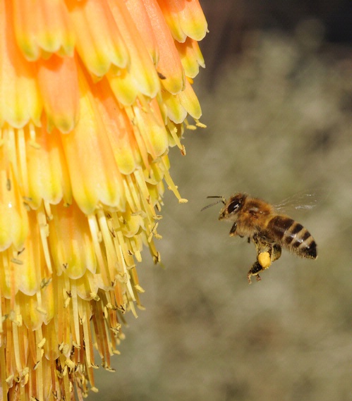 BEELINE--A pollen-packed honey bee makes a beeline for a red-hot poker, variety 