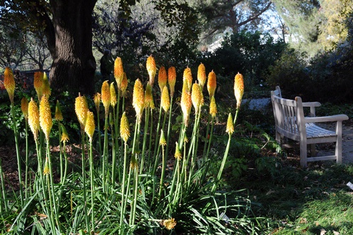 RED-HOT POKER--The red-hot poker, variety 